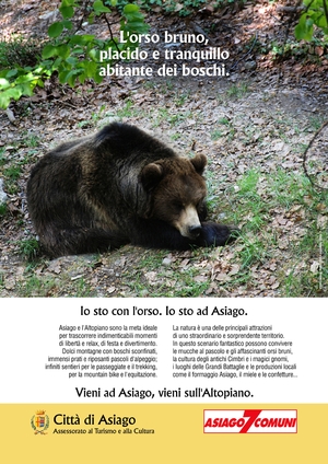 L'orso M4 sparito dall'Altopiano. Tra le ipotesi l (Art. corrente, Pag. 1, Foto generica)