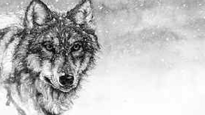 Lo sguardo del lupo (Art. corrente, Pag. 2, Foto generica)
