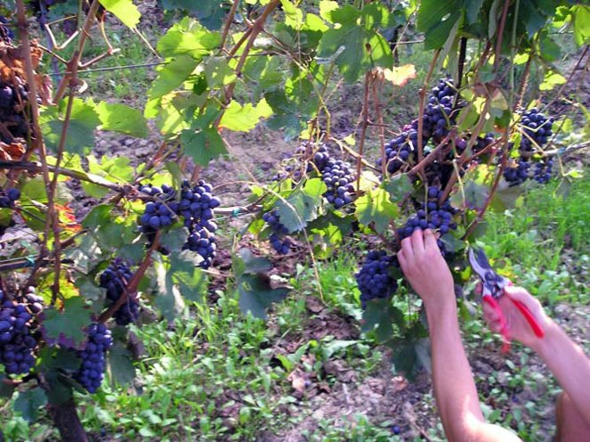 Vendemmia 2012, meno uva ma vino più buono