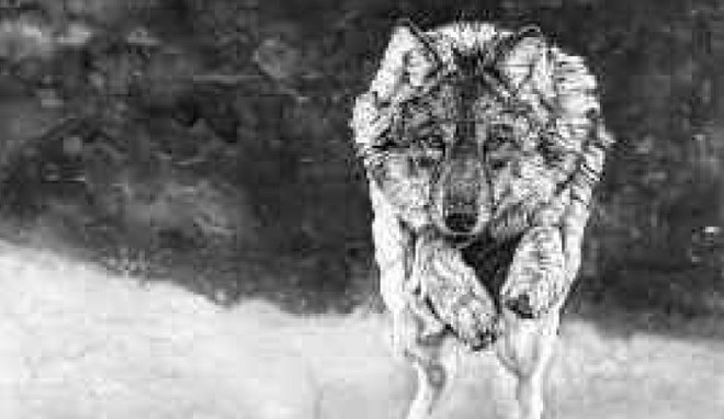 Lo sguardo del lupo