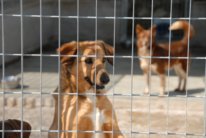 Animali a caccia di un amico autentico