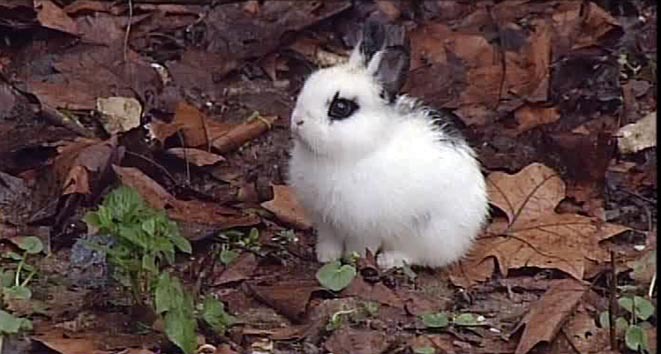 Da Parco Querini ai fiumi: animali fuori controllo