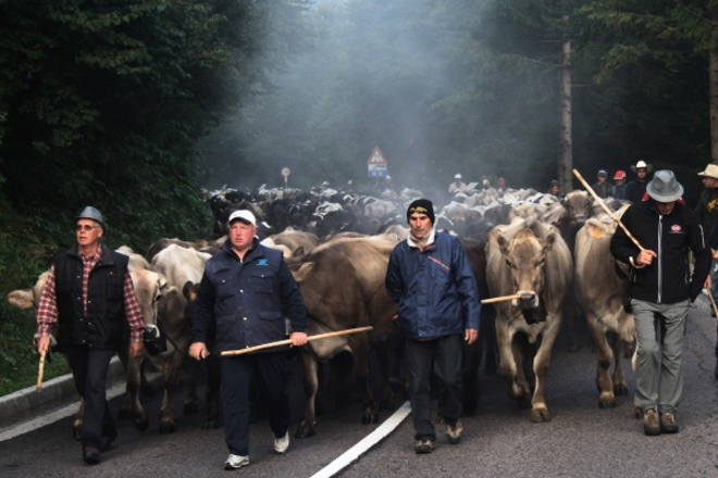 Uomini e bestie in cammino