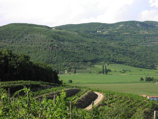 Piogge, frane e rischio gelate: allarme per l'agri