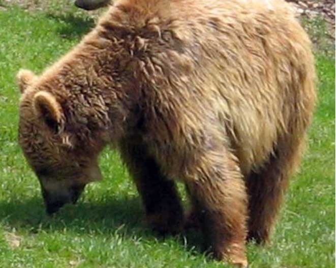 L’orso ha attaccato altri due asini a Posina