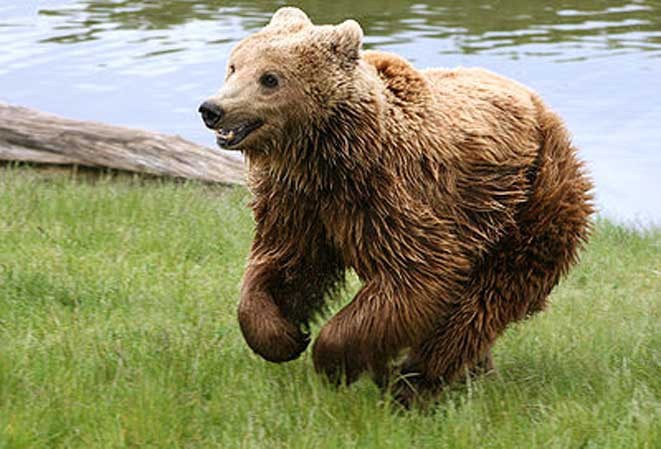 L'orso M4 sparito dall'Altopiano. Tra le ipotesi l